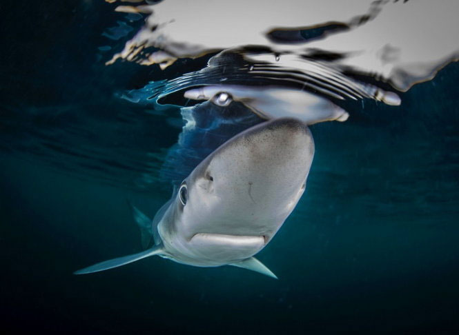 Picture 7 of Admire the photo won the 2014 National Photographer Award