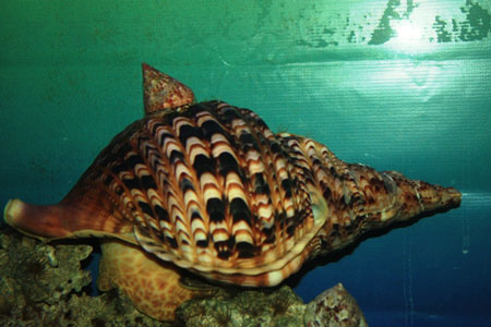 Picture 6 of Admire the resources of Hoang Sa - Truong Sa island