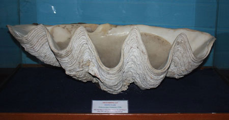 Picture 8 of Admire the resources of Hoang Sa - Truong Sa island