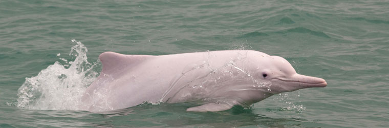 Admire the special rare pink dolphins