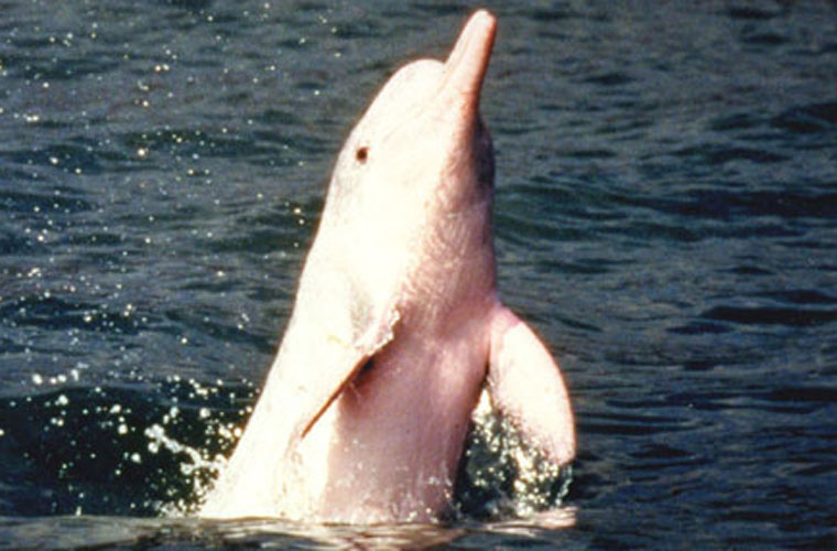Picture 4 of Admire the special rare pink dolphins