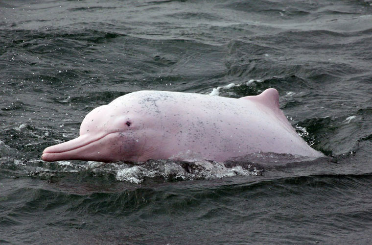 Picture 5 of Admire the special rare pink dolphins