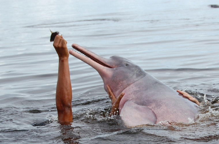 Picture 6 of Admire the special rare pink dolphins