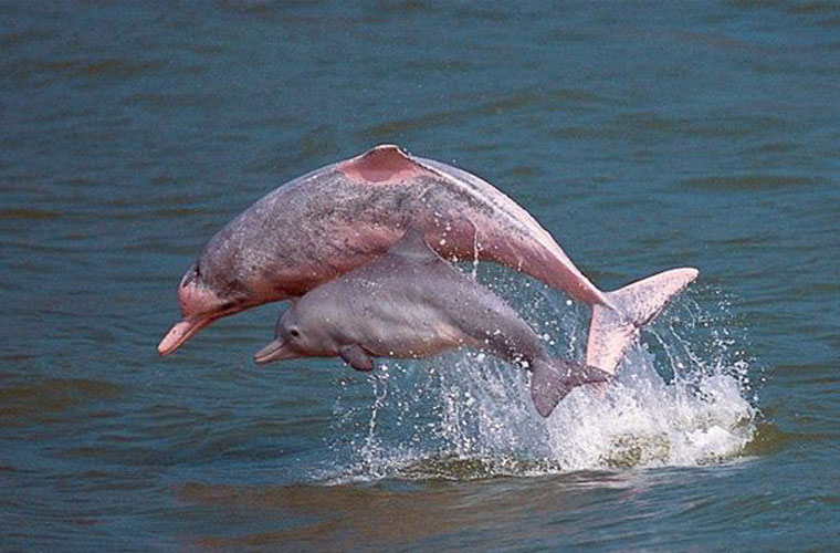 Picture 8 of Admire the special rare pink dolphins