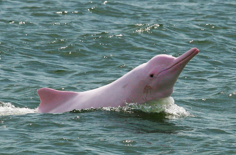 Picture 9 of Admire the special rare pink dolphins