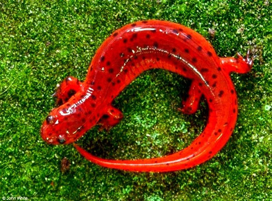 Picture 1 of Admire the strange animals like sweet candy
