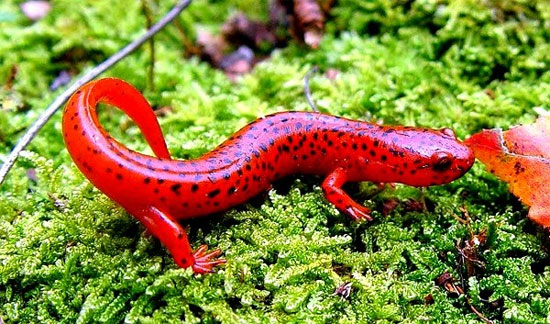 Picture 2 of Admire the strange animals like sweet candy