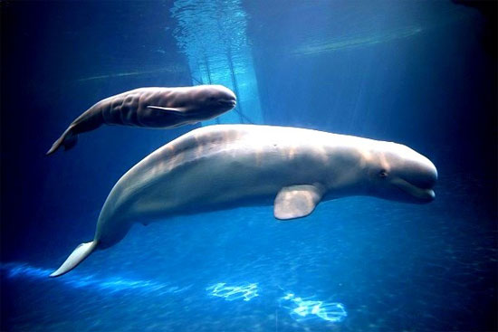 Picture 3 of Admire the strange animals like sweet candy