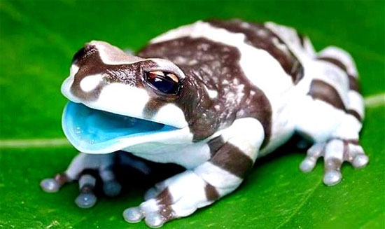 Picture 6 of Admire the strange animals like sweet candy
