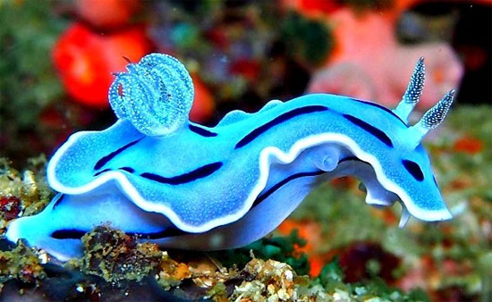 Picture 7 of Admire the strange animals like sweet candy