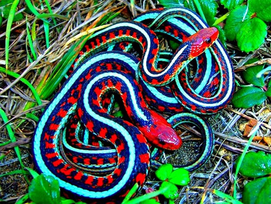 Picture 8 of Admire the strange animals like sweet candy