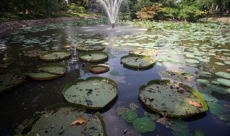 Admire the world famous giant lotus in Saigon