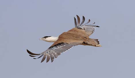 Picture 10 of Admire the world's rarest birds