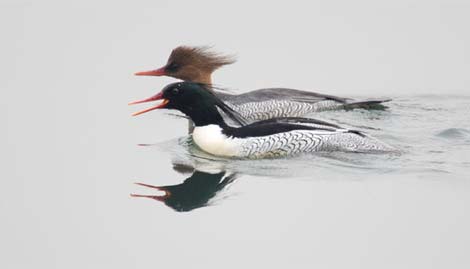 Picture 11 of Admire the world's rarest birds