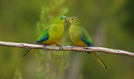 Picture 12 of Admire the world's rarest birds
