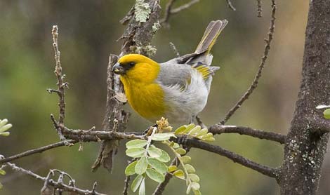Picture 5 of Admire the world's rarest birds