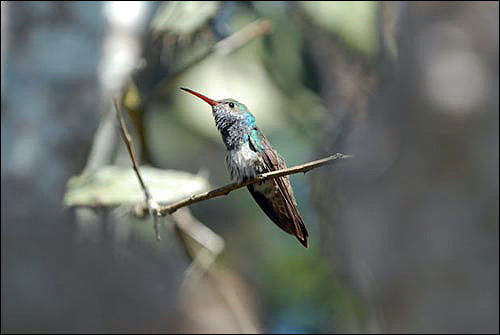 Picture 6 of Admire the world's rarest birds