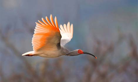 Picture 7 of Admire the world's rarest birds