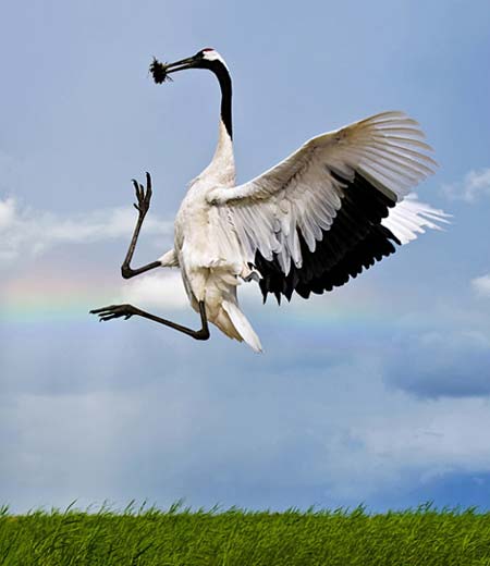 Picture 8 of Admire the world's rarest birds