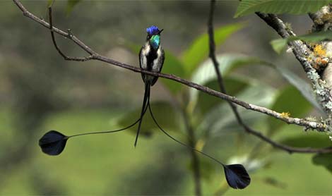 Picture 9 of Admire the world's rarest birds