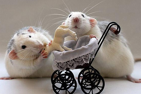 Picture 8 of Adventure on the keyboard with the mouse