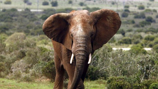 Picture 1 of Africa can clean forest elephants