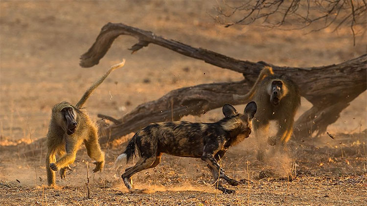 Picture 2 of Africa has a picturesque dog and hunting is even better than a lion