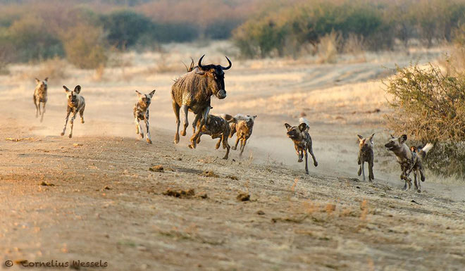 Picture 3 of Africa has a picturesque dog and hunting is even better than a lion