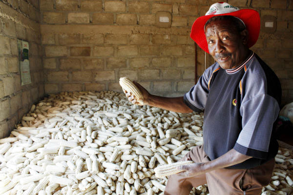 Picture 1 of Africa increases crop yields through termites and ants