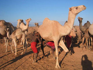 Picture 1 of Africa reduced poverty due to ... camel milk