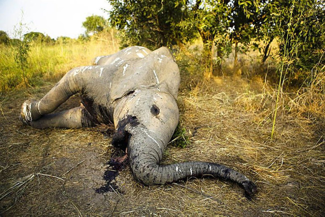 Picture 1 of Africa suffered, helplessly watching the 1/3 of its elephants in the last 7 years