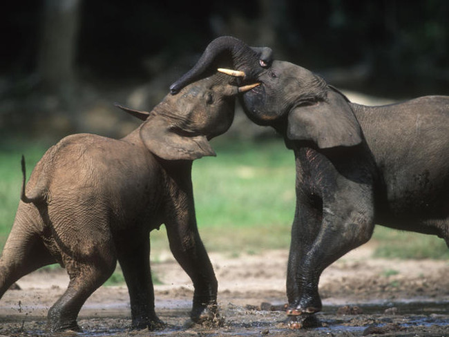 Picture 2 of Africa suffered, helplessly watching the 1/3 of its elephants in the last 7 years