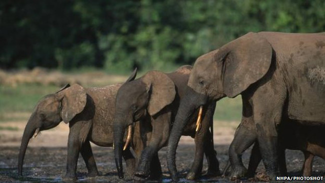 Picture 3 of Africa suffered, helplessly watching the 1/3 of its elephants in the last 7 years