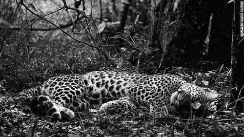 Picture 10 of African animals through black and white photos