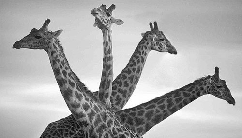 Picture 8 of African animals through black and white photos