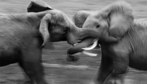 Picture 9 of African animals through black and white photos