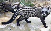 Picture 1 of African Civet