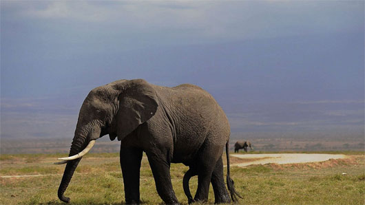 Picture 1 of African elephants can distinguish human voices