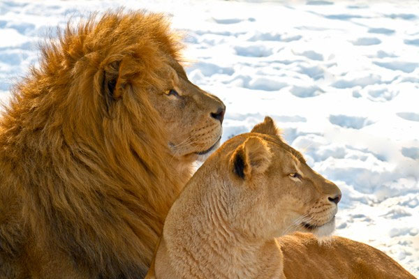 Picture 1 of African lions get used to cold snow in Canada
