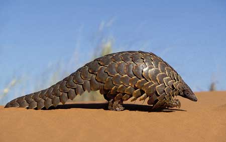 Picture 3 of African Pangolin