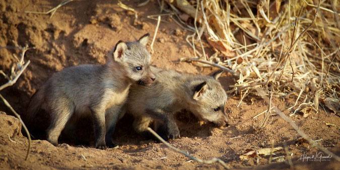 Picture 3 of Africa's most bizarre fox: Cute to beat but even hunted newspapers