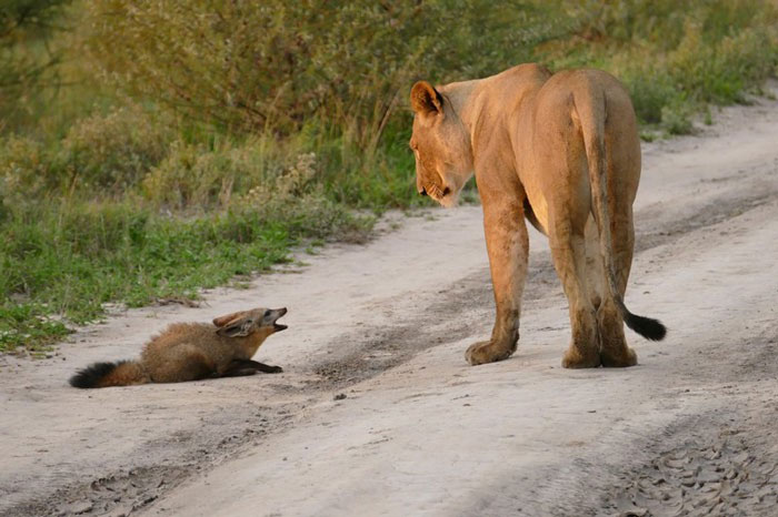Picture 4 of Africa's most bizarre fox: Cute to beat but even hunted newspapers