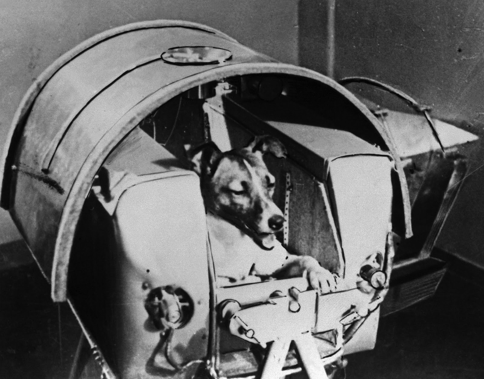Picture 1 of After 54 years of neglect, the first cat to fly into space was reclaimed fairly
