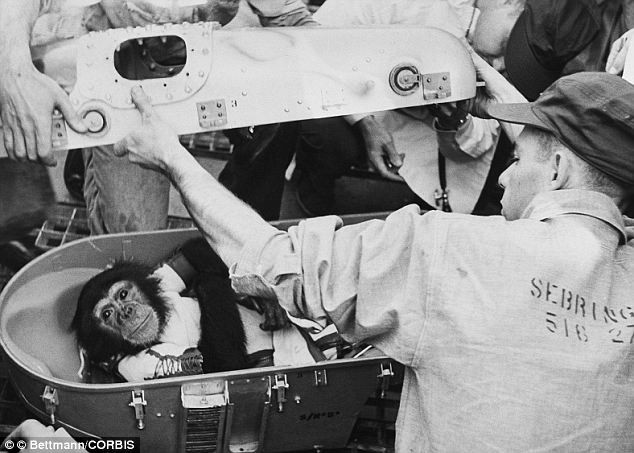 Picture 2 of After 54 years of neglect, the first cat to fly into space was reclaimed fairly