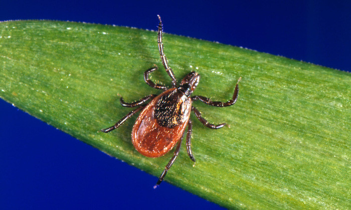 Picture 1 of After SARS, Zika, the 'enemies' of humans are parasitic ticks?
