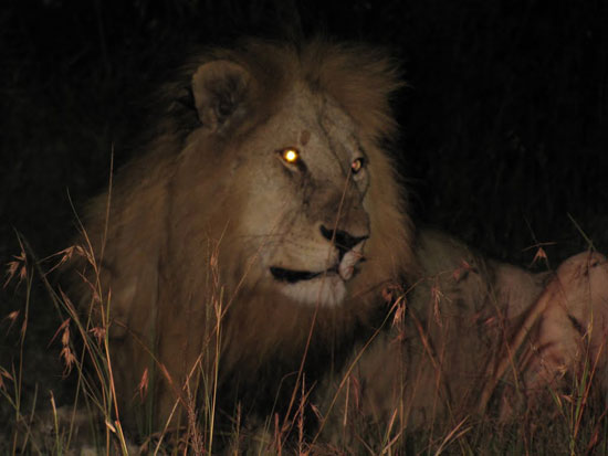 Picture 1 of After the full moon, the lion attacks more people