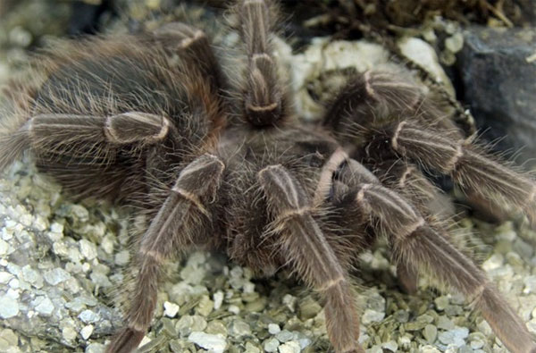 Picture 1 of After the slug, the giant spider turns into England