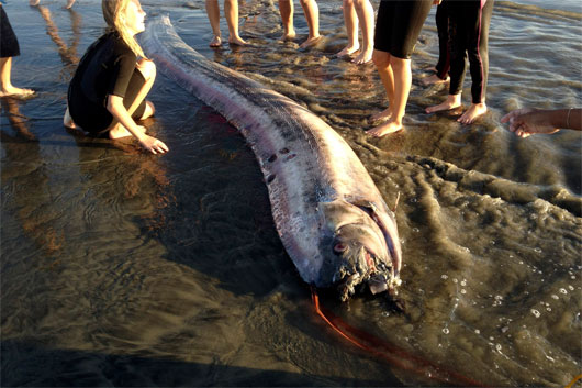 Picture 1 of Again, a giant snake fish body appeared