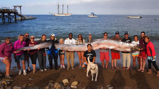 Picture 2 of Again, a giant snake fish body appeared