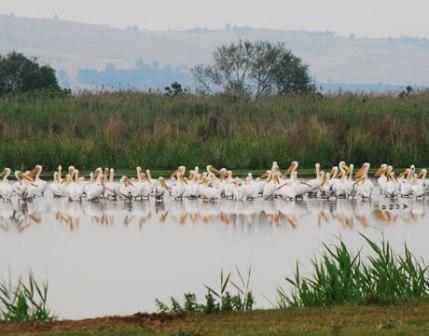 Picture 1 of Agamon Hula - paradise of birds and humans